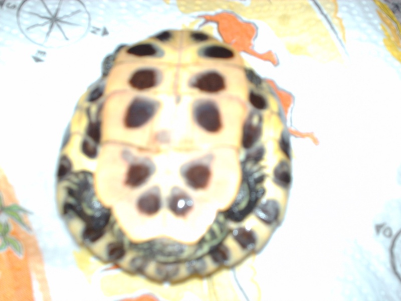 laly Tortue17