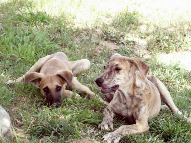 A Sville, famille de galgos mal en point !! Amber_10