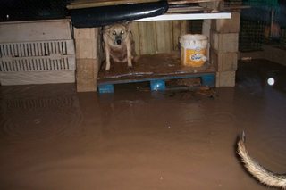 INONDATION ! Un SOS venu d'Espagne, aidons les, plusieurs refuges inonds!!! Apres10