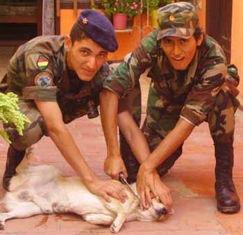 SOYEZ LA VOIX DES ANIMAUX EN BOLIVIE !!!!! Bo-110