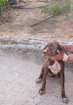 URGENT pour Petite chienne de Cadix SOS !!!! Espagne - en FA en France - Cadix-16