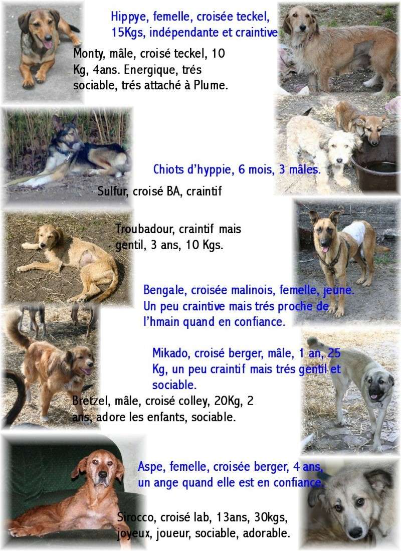 40 chiens d'un refuge vont tre saisis et euthanasis !! Copie_11