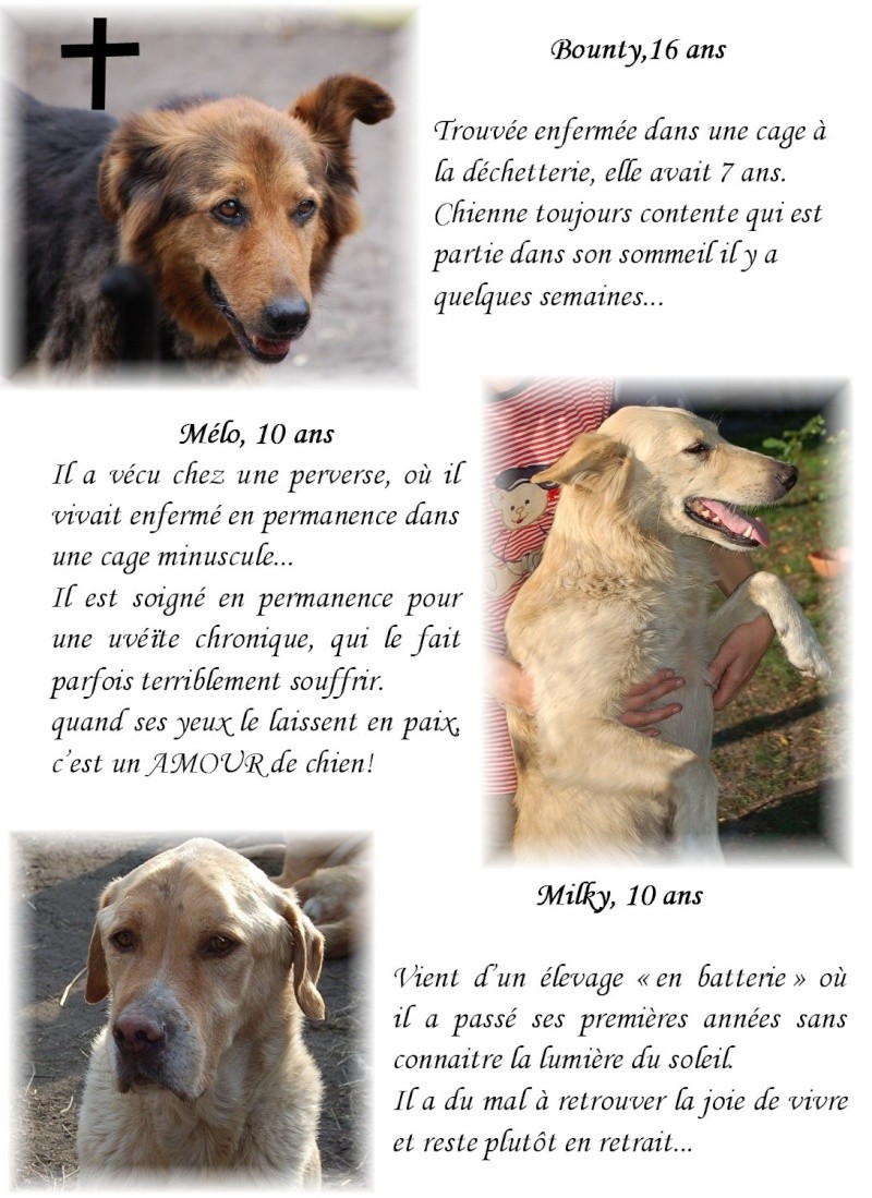 40 chiens d'un refuge vont tre saisis et euthanasis !! Copie_14