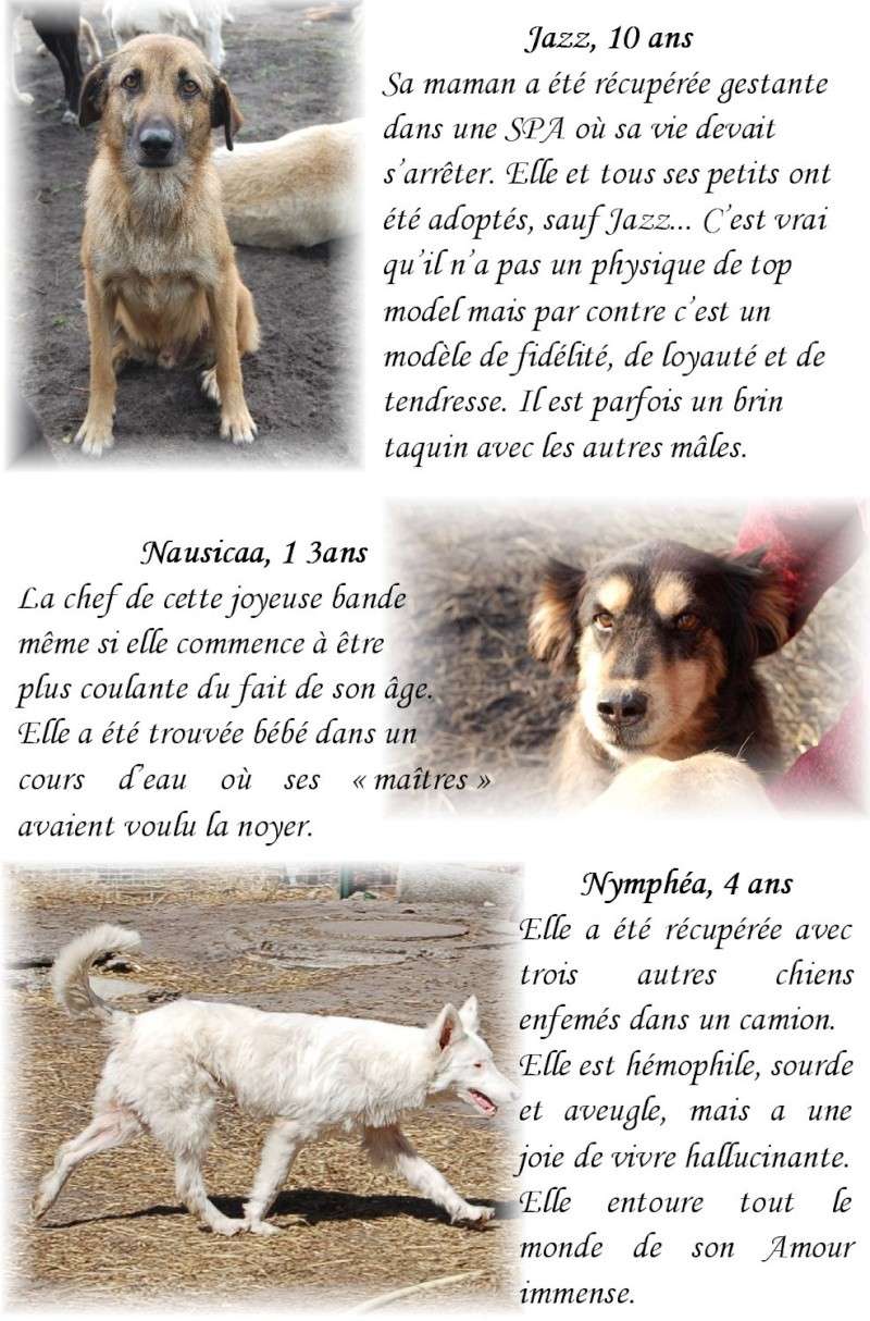 40 chiens d'un refuge vont tre saisis et euthanasis !! Copie_17