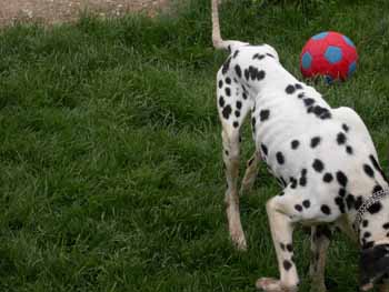 Mle Dalmatien - tat catastrophique !! Dalma-16