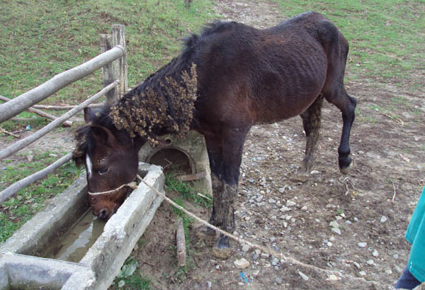 chaque jour des cas de chevaux maltraits en Roumanie et PERSONNE NE S'EN OCCUPE  part Clopotel ! Donner10