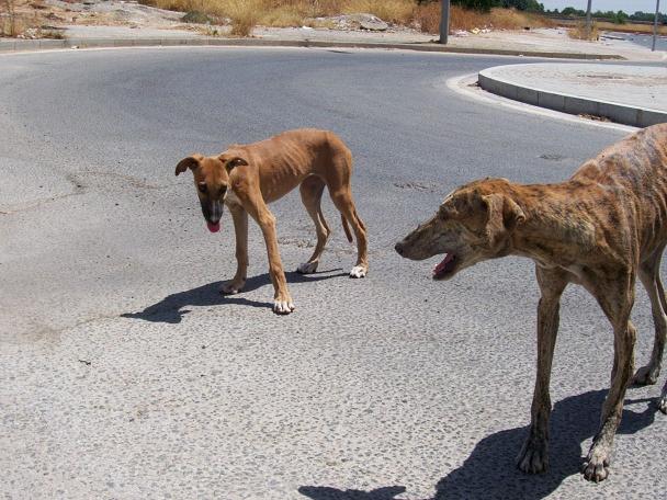 A Séville, famille de galgos mal en point !! Montan12