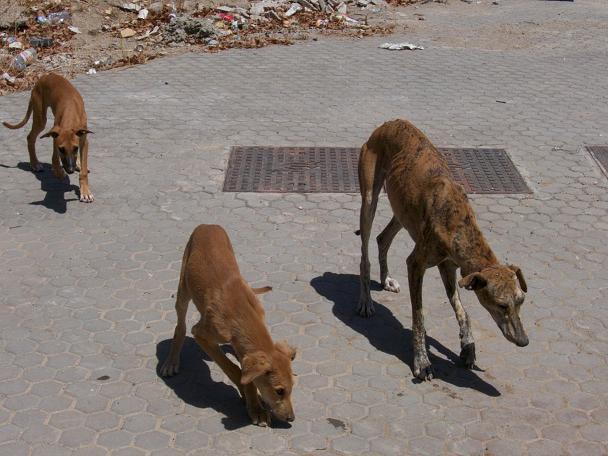 A Sville, famille de galgos mal en point !! Montan13