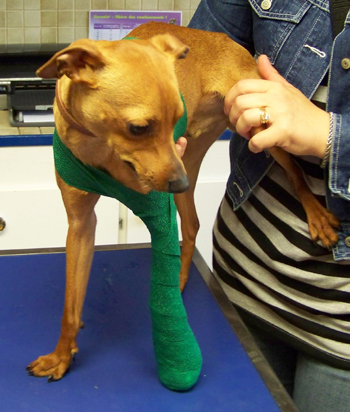 Petit Pinscher d'UN AN, accidenté - SPA de Dunkerque Pin-pa13