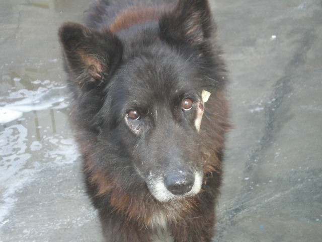 RONNY (mle crois-Samoyede de 10 ANS) - Espagne Ronny-15