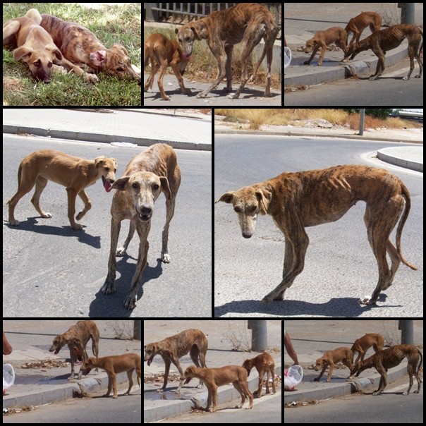 A Séville, famille de galgos mal en point !! Todos110