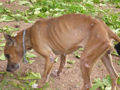 YLANG x-BOXER femelle 11 ans - MEGA URGENCE !!! ADOPTEE - Yang-310