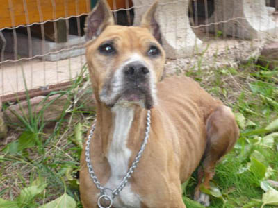 YLANG x-BOXER femelle 11 ans - MEGA URGENCE !!! ADOPTEE - Yang-410