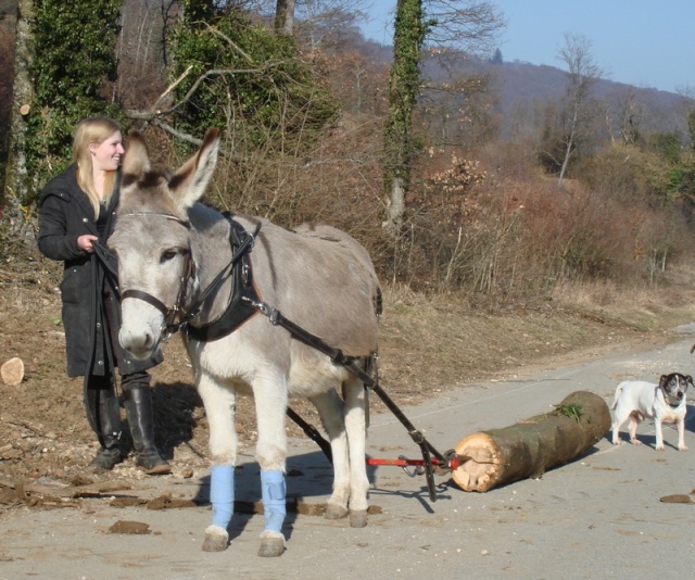 Titi l'ânesse se met au débardage Titida15