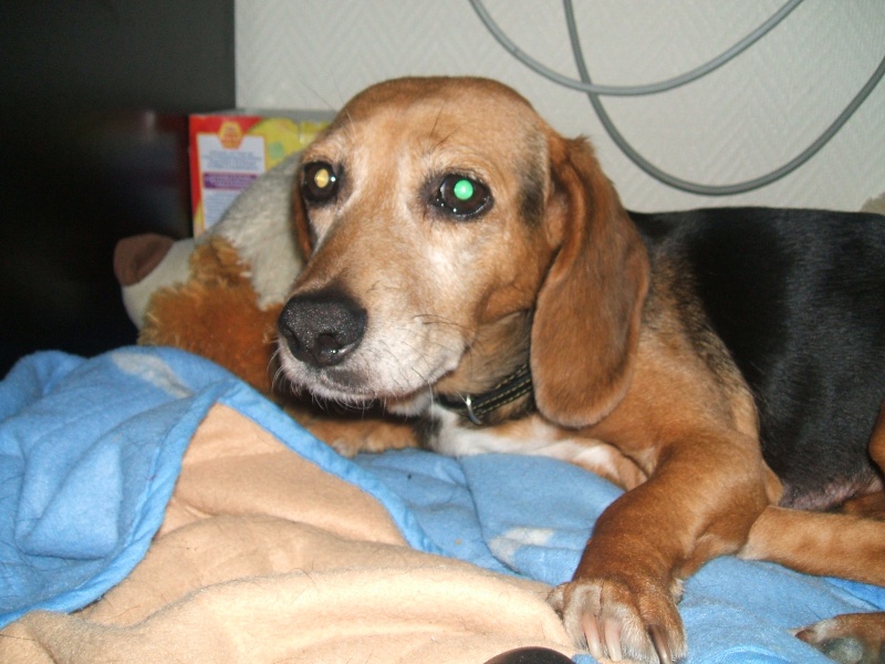 Estée - 10 ans - mignonne petite croisée Beagle / Teckel (?) Photo_10