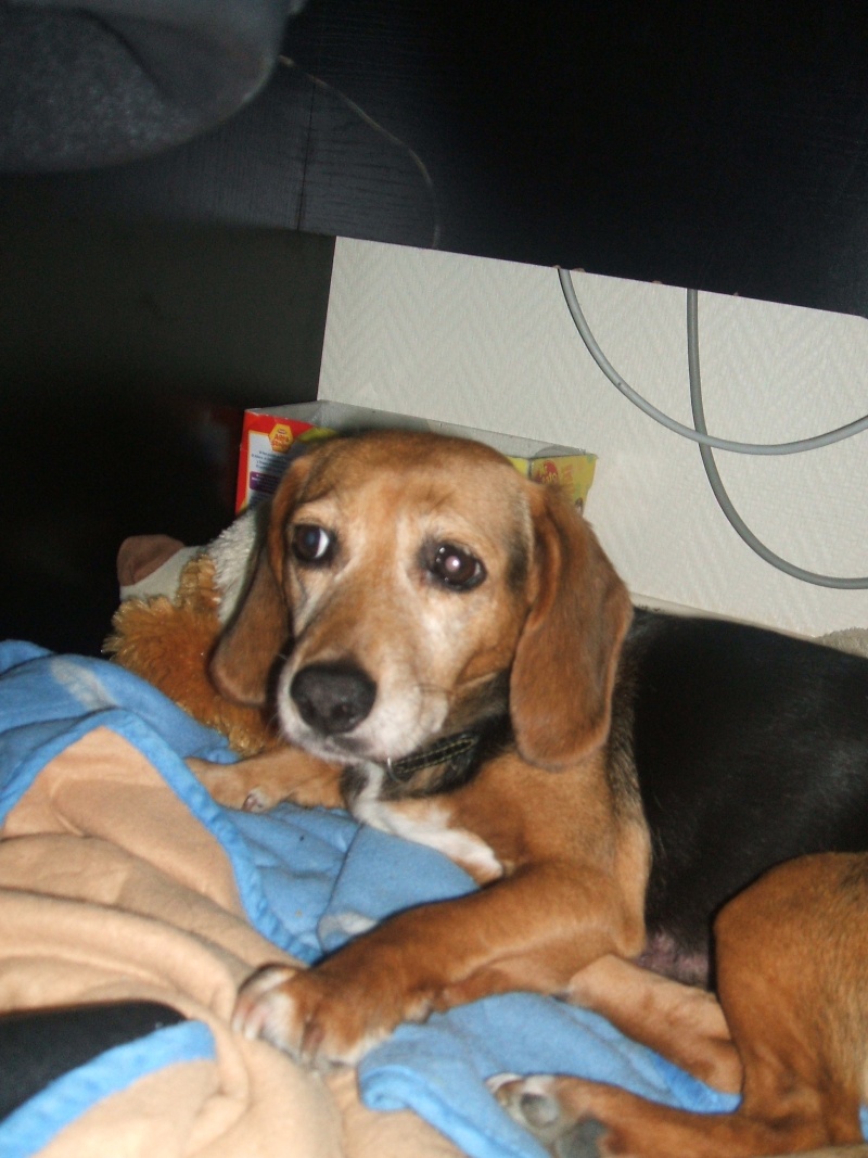 Estée - 10 ans - mignonne petite croisée Beagle / Teckel (?) Photo_11