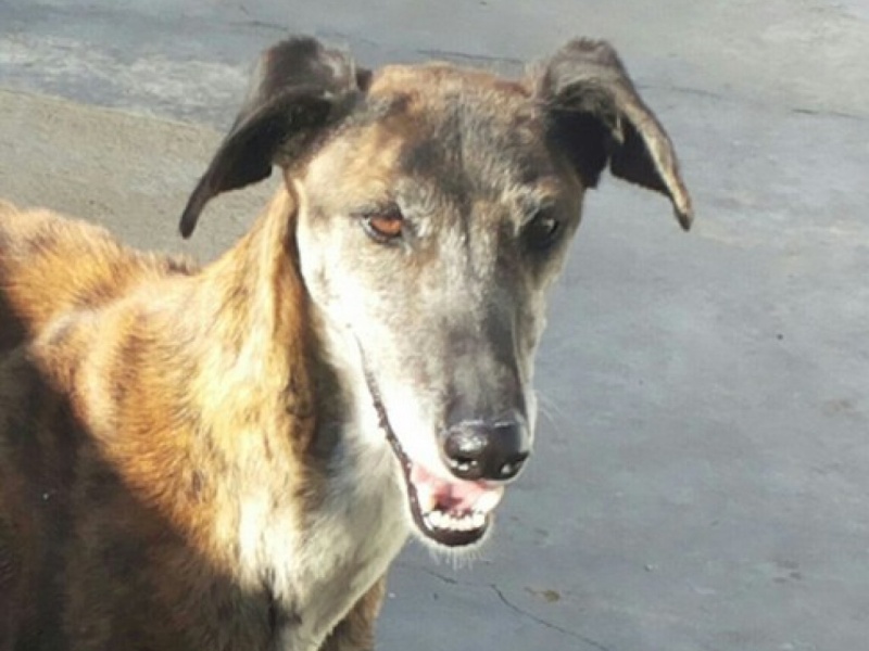 Ely galga née en 2012 Scooby France Adoptée Ely_410