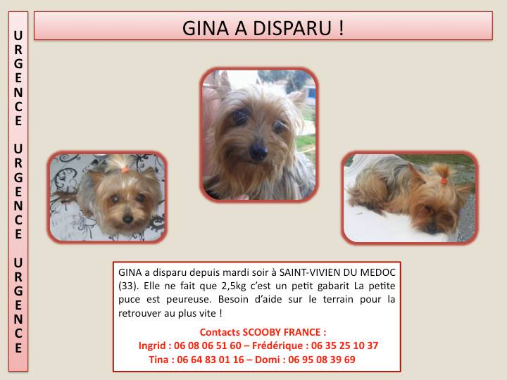 Gina petite yorck de 2.5kg Scooby France  Adoptée En fuite sur Saint Vivien du Médoc 33 Gina_f10