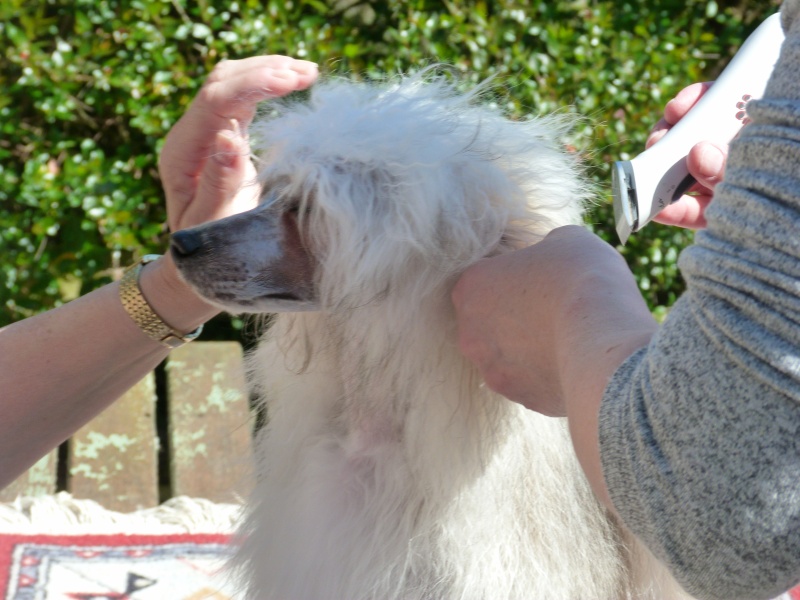 Luna petite houpette de 9 mois "chiens chinois à poils"Adoptée  P5990514