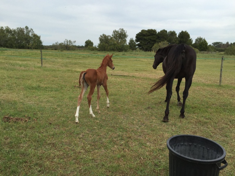 2016 - Giga Ouate, par Cyrano C et All Caline G510