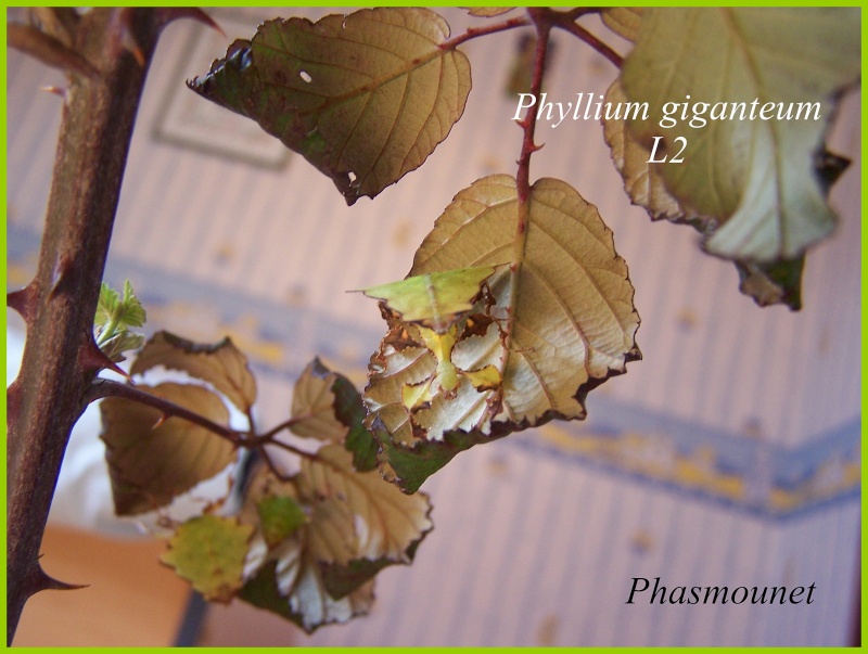 Phyllium giganteum (PSG 72) - Page 3 Phasme11