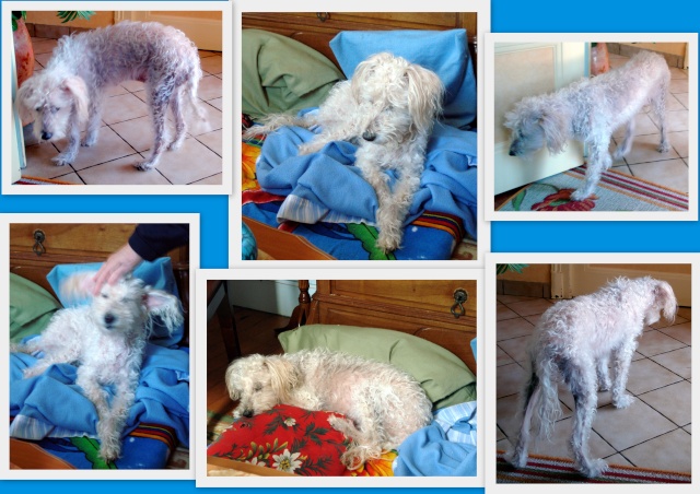 CANDY caniche abricot 12 ans dans le froid (38)- ADOPTEE Candy12