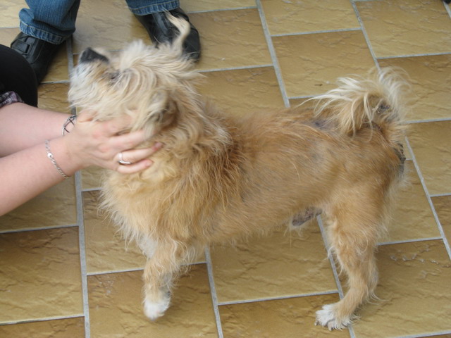 Rusty petit chien de 14 ans environ sur Cani-sénior Paques12