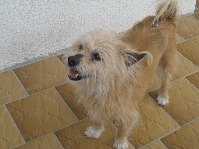 Rusty petit chien de 14 ans environ sur Cani-sénior Paques13