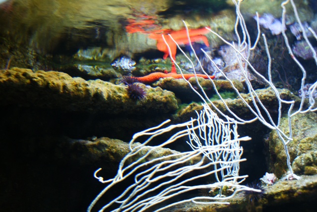 L'aquarium du cap d'adge Dsc00617