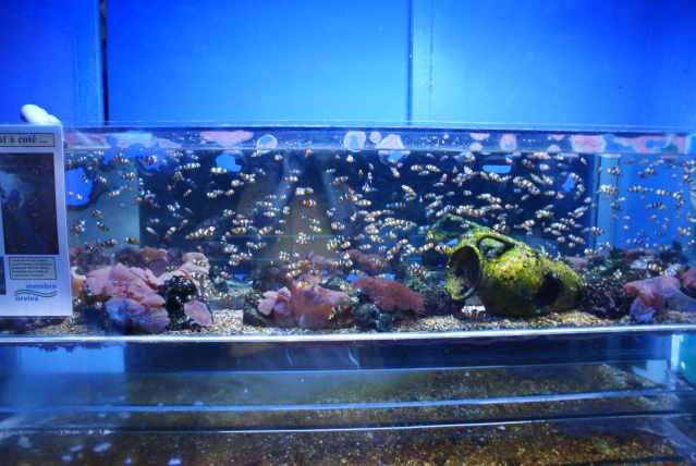 L'aquarium du cap d'adge Dsc00722