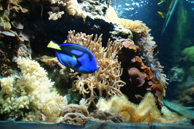 L'aquarium du cap d'adge Dsc00812
