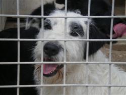 Chouki, X fox terrier, mâle, 2 ans P4300011