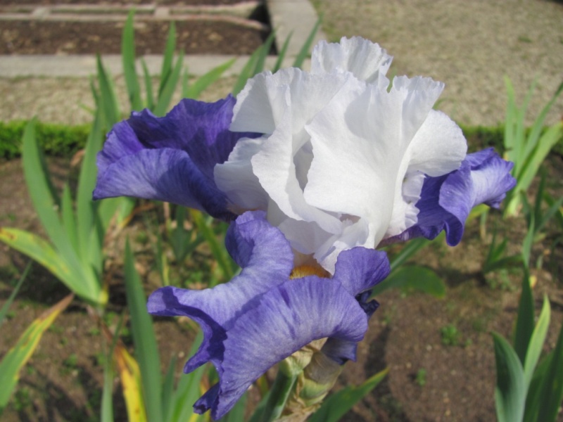 Le jardin des iris Img_5612