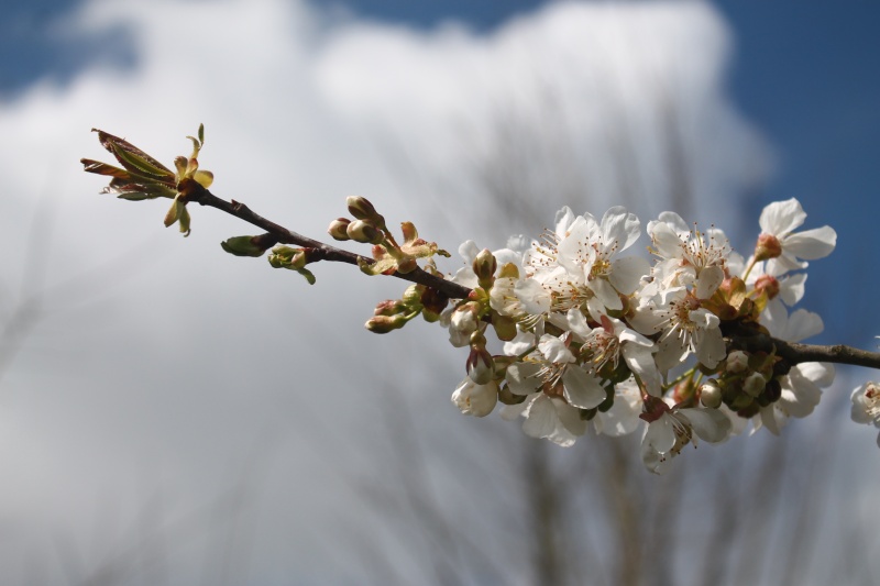 Prochain thème - Printemps 2016 Img_8812