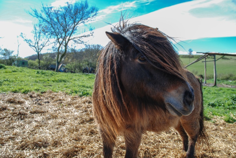 AMULETTE - ONC Poney née en 1998 - adoptée en juin 2016  par Amélie Dsc_0025