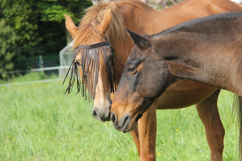 GALANT - SF  né en 1994 - adopté en novembre 2014 par Claudine Img_1612