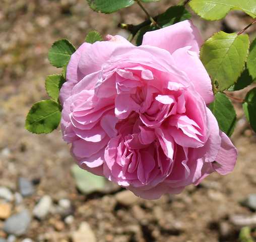 2016 - Si si des roses !!! 01052025