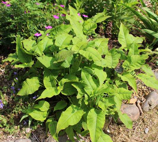 Persicaria amplexicaulis atrosanguinea !!! 04062031
