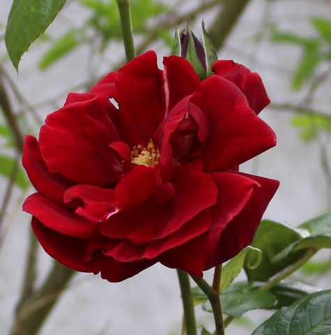 2016 - Si si des roses !!! 05052019