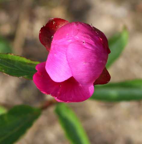 Le réveil des pivoines ......... - Page 2 05052023