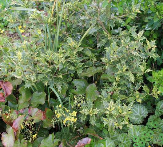 Osmanthus !!! - Page 2 07042015