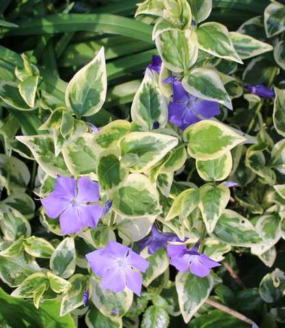 Blue..........bleu !!! - Page 4 13042016