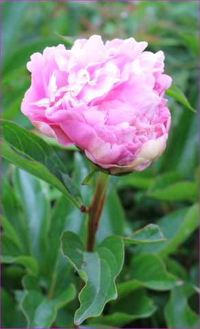 Le jardin en rose ! 14052012