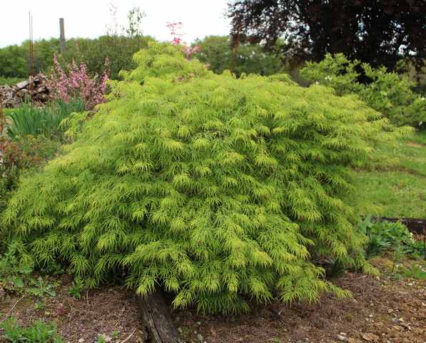 Acer palmatum 'Dissectum' !!! - Page 3 16042012