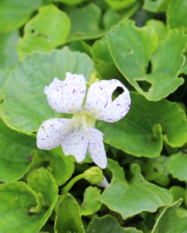 Viola sororia 'Freckles' 16042016