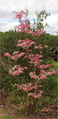 Toona sinensis 'Flamingo' 17042023