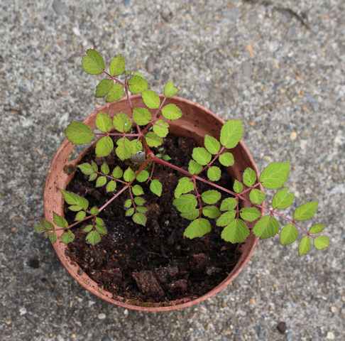 Un arbuste épineux ! // Aralia elata ! 17052012