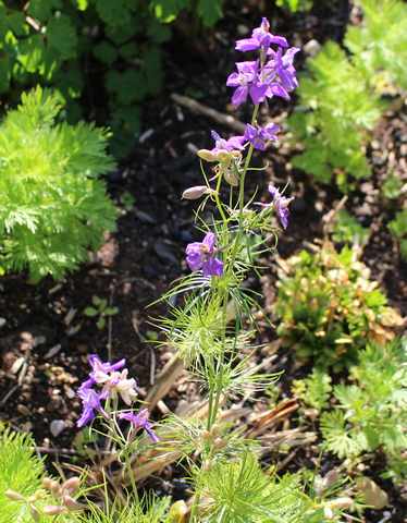 Delphinium *** 2016! 27032010