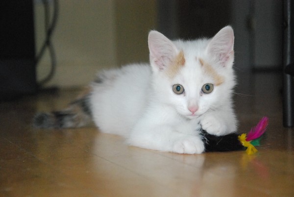 Il pense vraiment que nous le voyons pas ... Chaton52