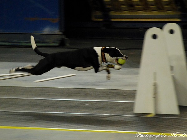 Snac 2009 montréal - Photos - Flyball , agilité , freestyle Csc_0028